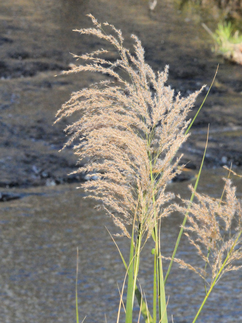 ヨシ(花姿) 天野川 交野市 Photo by Kohyuh 2018/12/04 ヨシ(花姿) 天野川 交野市 Photo by Kohyuh 2018/12/04