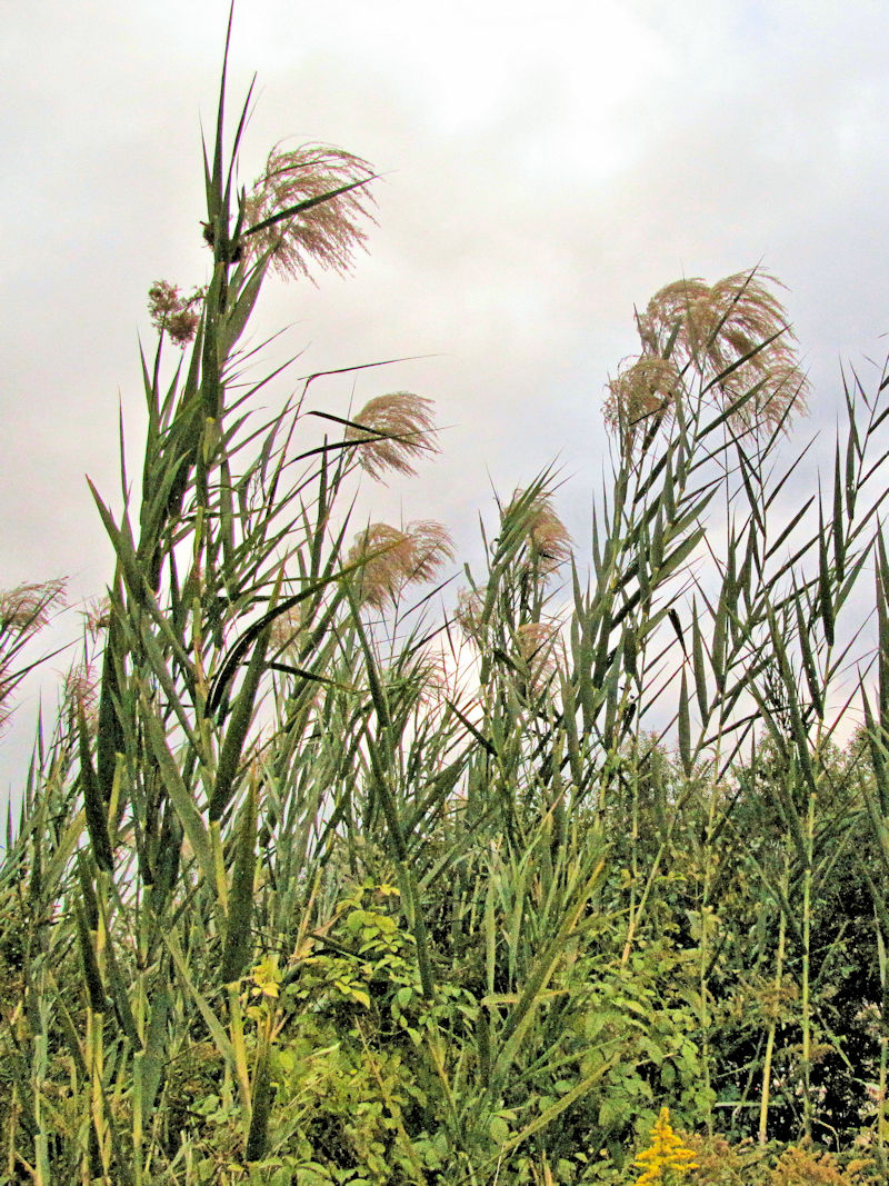 ヨシ 背割堤 八幡市 Photo by Kohyuh 2016/11/17 ヨシ 背割堤 八幡市 Photo by Kohyuh 2016/11/17