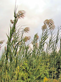 《ヨシ》　写真はクリックで拡大する