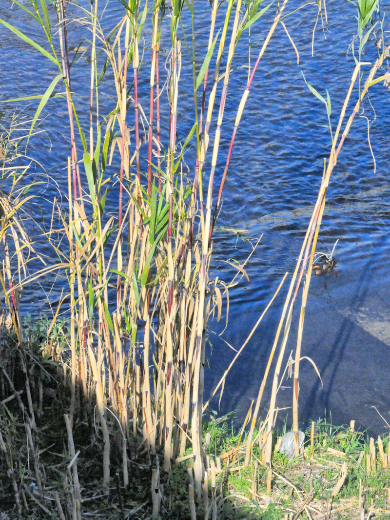 ヨシ 立ち姿(下部) 天野川 交野市 Photo by Kohyuh 2018/12/04 ヨシ 立ち姿(下部) 天野川 交野市 Photo by Kohyuh 2018/12/04
