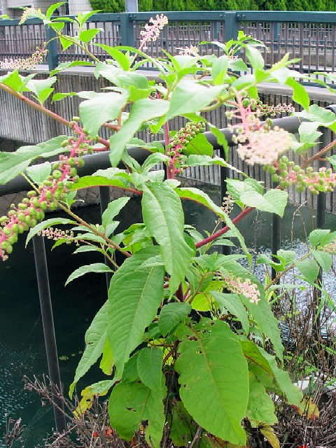 A ヨウシュヤマゴボウ (立ち姿) 八幡市 大谷川 2006/07/01 Photo by Kohyuh< A ヨウシュヤマゴボウ (立ち姿) 八幡市 大谷川 2006/07/01 Photo by Kohyuh<