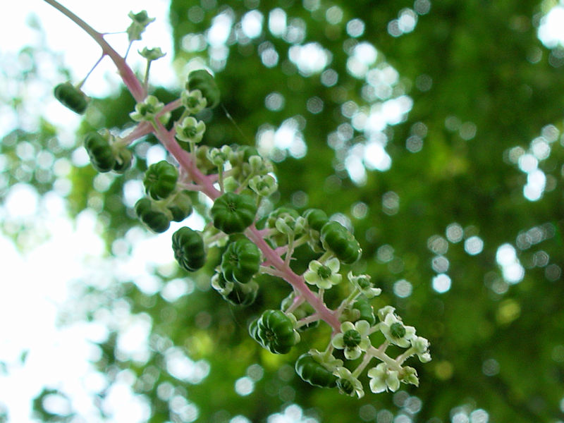 ヨウシュヤマゴボウ(2態-2) かわきた運動公園 八幡市 2004/07/23 Photo by Kohyuh ヨウシュヤマゴボウ(2態-2) かわきた運動公園 八幡市 2004/07/23 Photo by Kohyuh