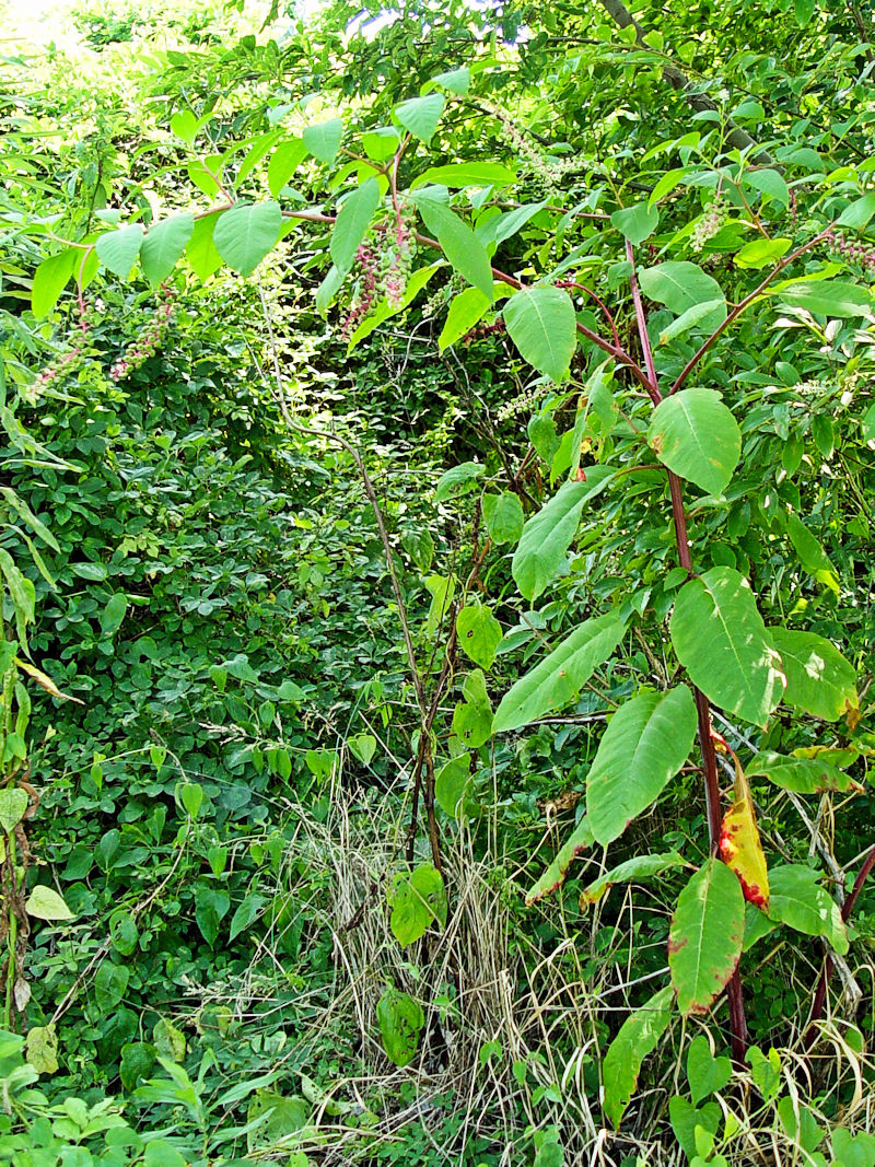 ヨウシュヤマゴボウ(2態-1) かわきた運動公園 八幡市 2004/07/23 Photo by Kohyuh ヨウシュヤマゴボウ(2態-1) かわきた運動公園 八幡市 2004/07/23 Photo by Kohyuh